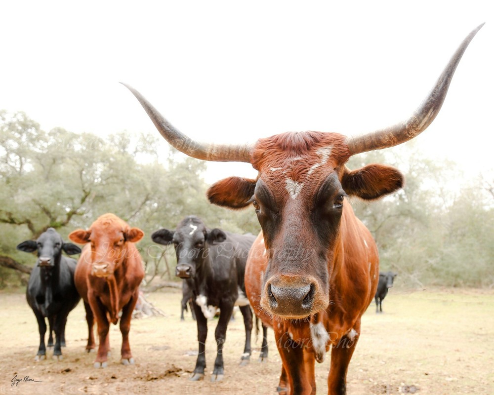 Hand signed Longhorn Cow Photograph w Canvas Texture on Styrene Board Print Art