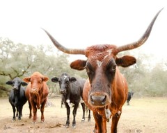 Hand signed Longhorn Cow Photograph w Canvas Texture on Styrene Board Print Art