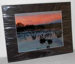 Sandhill Cranes Wildlife Photo 8″ x 10″ in 11″ x 14″ Matte Signed by Kim Barry