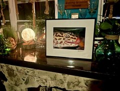 The Leopard Gecko -Close-Up Reptile Photography- Artist Signed