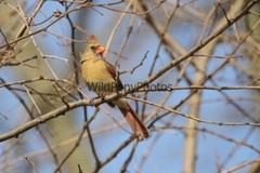 Cardinal Photo, Pick One Image – Various Sizes
