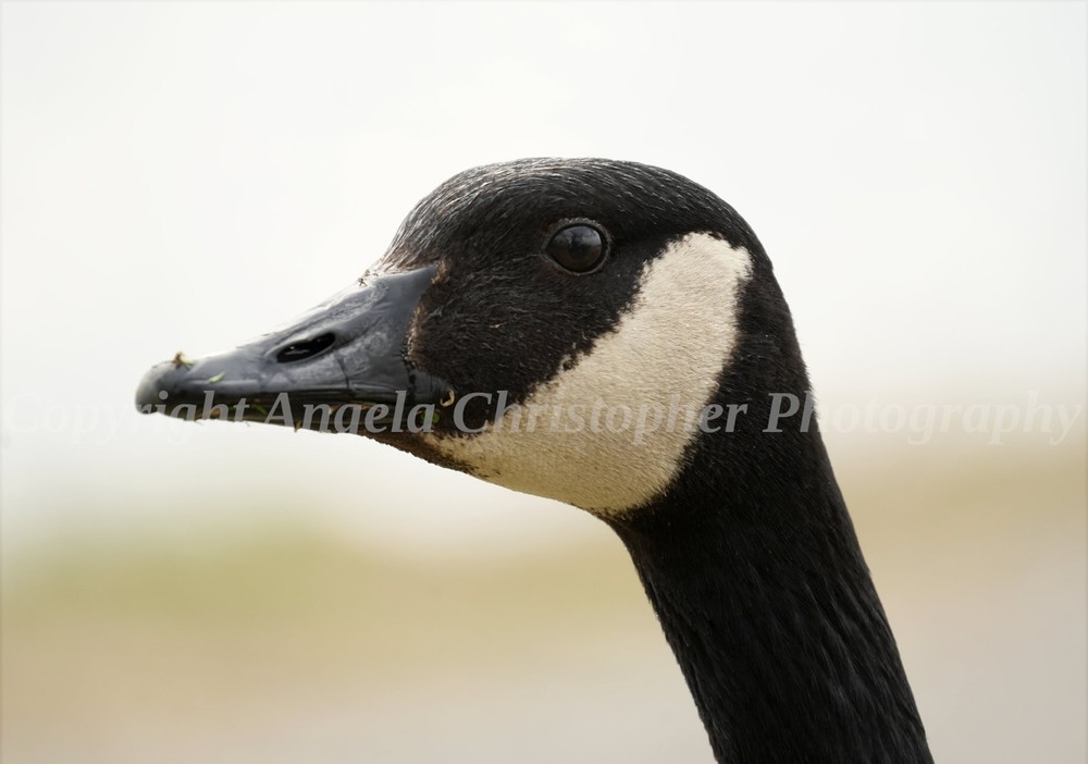 Original ACEO photo fine art print 2.5×3.5″ CLOSEUP OF A CANADA GOOSE black bird