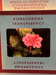 Kodachrome Red Border Lot Of 40 1950’s Still Life Flowers 35mm Color Slides