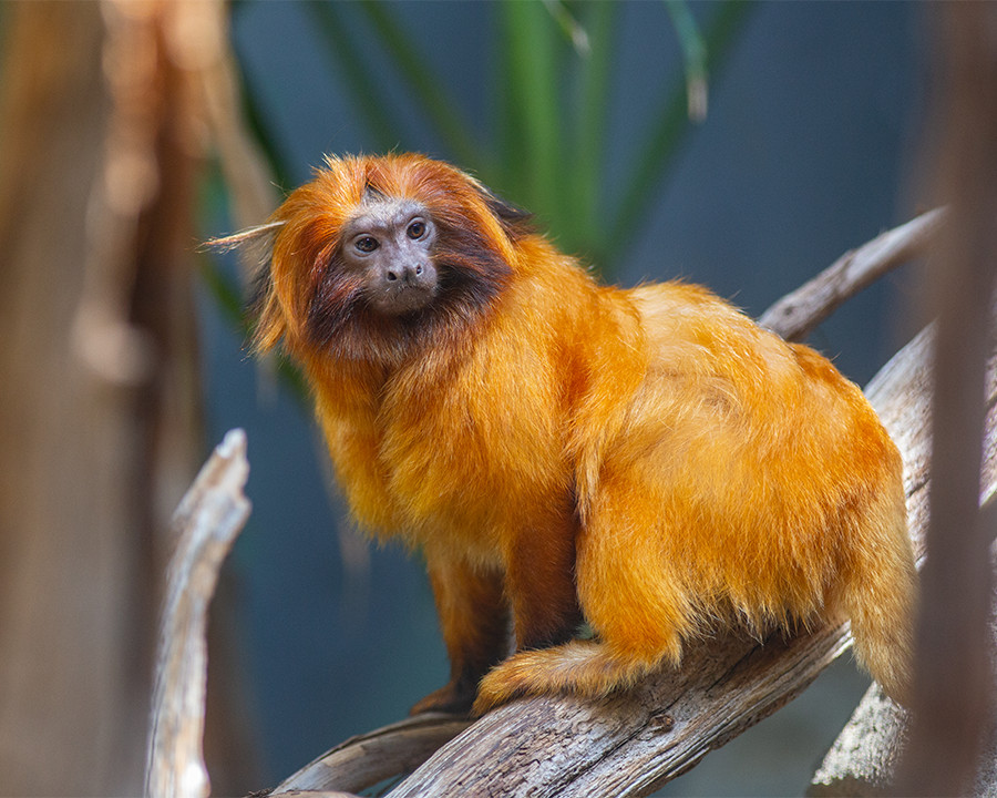 Golden Lion Tamarin 8″x10″ Photograph Print 8×10