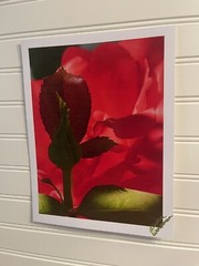 Garden Rose #6 – landscape photograph 8.5×11