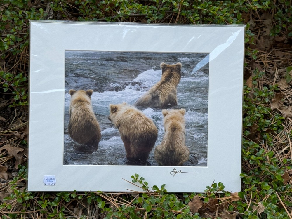 Artist Greg Arbutine 8″x10″ Photograph in 11″x14″ black mat «Alaskan Bear Cubs»