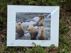 Artist Greg Arbutine 8″x10″ Photograph in 11″x14″ black mat «Alaskan Bear Cubs»