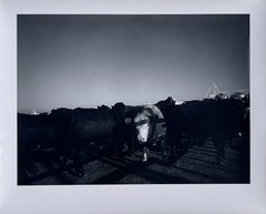 Wolf Von Dem Bussche – From The Peaceable Kingdom c.1971 (LHi01)