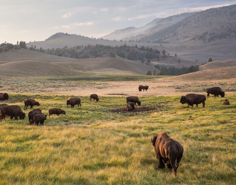 Bison, Lamar Valley Photograph 11×14 Print 11″x14″