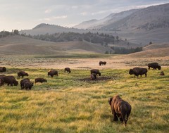Bison, Lamar Valley Photograph 11×14 Print 11″x14″