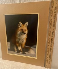 SIGNED 11×14 MATTED RED FOX ON THE SNOW WILDLIFE PHOTO