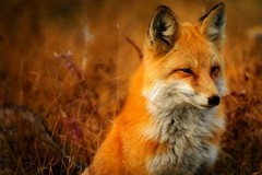 Photo Digital Product Wallpaper Background Image – Picture fox animal