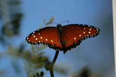 Queen Butterfly Wildlife Photo 8″ x 10″ in 11″ x 14″ Matte Signed by Kim Barry