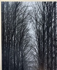 Original CLEMENS KALISCHER ‘Path in the Woods POWNAL VERMONT’ Landscape PHOTO