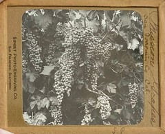 Gilbert? Hassell / Northern California Magic Lanterns Agricultural Big Trees