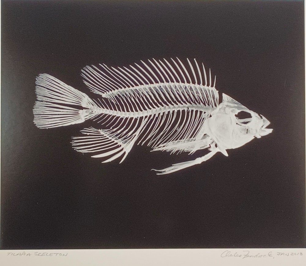 Original Large Format Black & White Photo Tilapia Skeleton by Charles Fendrock