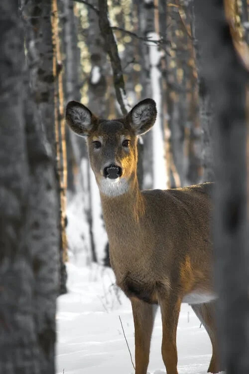 Digital Image Picture Photo Pic Wallpaper Background Brown Deer Under Trees 1495