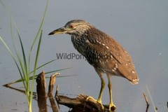 Black Crowned Night Heron Photo, Pick One Image – Various Sizes
