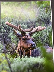 Grand Teton National Park Hollywood Elk Photo Art Print 5×7 Matted In 8×10