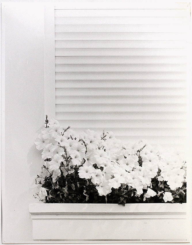 LG.VINT.1980s flower still life by Raoul Bussy