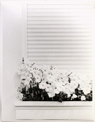 LG.VINT.1980s flower still life by Raoul Bussy