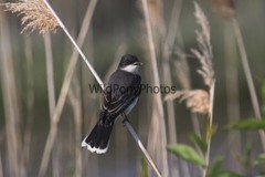 Eastern Kingbird Photo, Pick One Image – Various Sizes