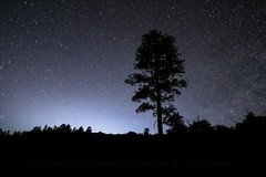 Pine Tree Silhouette and Starry Night Sky in Colorado Photo Print (Unframed)