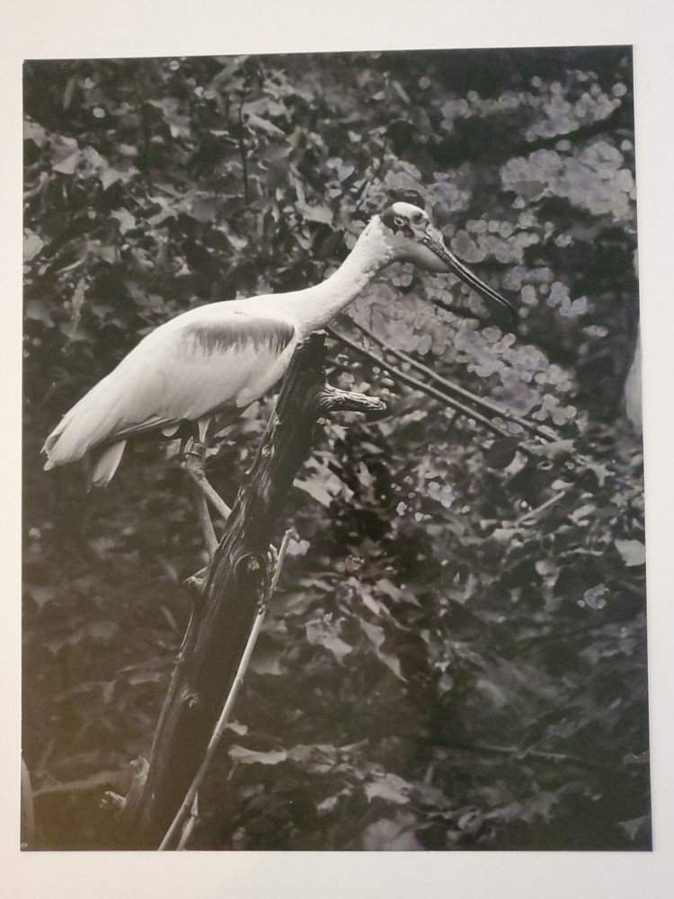 SPOONBILL LARGE ORIGINAL SIGNED ART PHOTO B&W STETTNER VTG MATTE NJ CAMERA