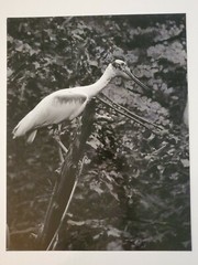 SPOONBILL LARGE ORIGINAL SIGNED ART PHOTO B&W STETTNER VTG MATTE NJ CAMERA