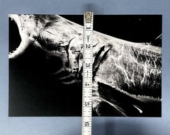 Matt Draper Art Show Announcement Card 2025 – Within One Breath – Leica Gallery
