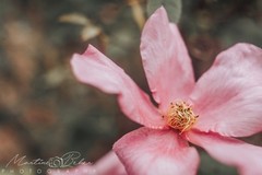 Baby Pink Flower Wall Art Print Various Sizes Fine Art Photography