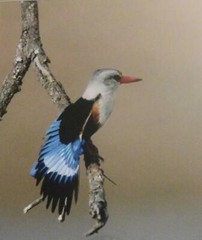 Sign Thomas Mangelsen Colors of the Tarangire Kingfisher Original Photo 126/2500