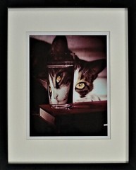 1963 Nina Leen «The LIFE Picture Collection» Cat Peering into Glass, COA 15×12