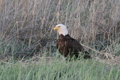 Eagle Photo 1, Pick One Image – Various Sizes