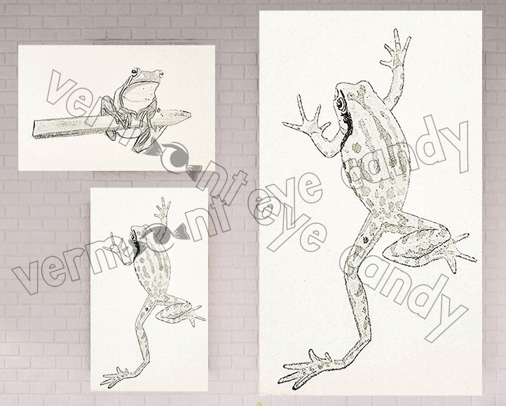 Frog Sketches Drawings Set of 3 DIGITAL DOWNLOAD Toads Farmhouse Art Décor