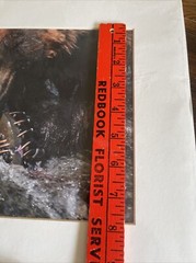 GRIZZLY BEAR FISHING GLOSSY PICTURE PHOTO hunting Eating salmon spawn 11×14