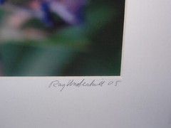 Photograph of Butterfly Bush Summer Lilac Flower Matted & Signed Ray Underhill