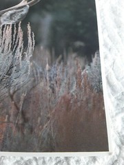 Mule Deer Buck Impact Life Like Photo Art Leonard Lee Rue III 1984