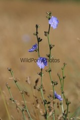 Flowers Photo, Pick One Image – Various Sizes