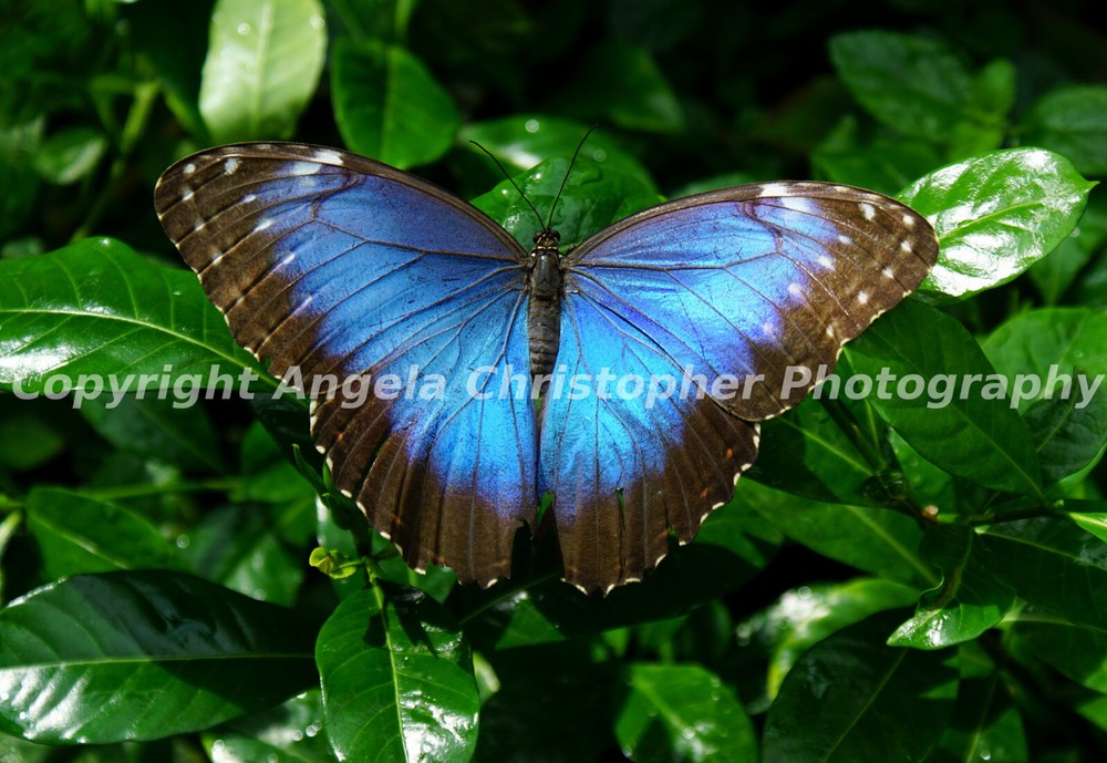 Original ACEO 2.5 x 3.5 inches photo art print BLUE MORPHO BUTTERFLY black large