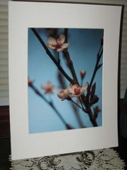 Sand Cherry Tree Photograph, Spring Blooming Tree Photography, Woodland Photo