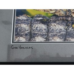 Lance Cooper «Gator Hatchling» Framed Wildlife Photo Print Signed 11″ x 8.5″