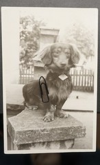 Photo Portrait Pet Dachshund Dog Tag Vintage Postcard Prenzlau Stamp Picture