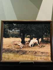 VTG Framed Photography Art “Duel at Dawn,» Photographer Dennis Norton 8/100￼