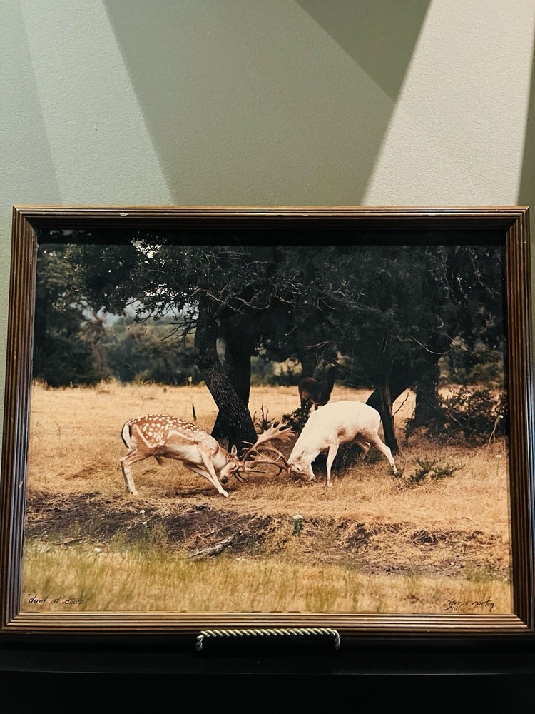VTG Photo Nature Framed Photo “Duel at Dawn,» Photographer Dennis Norton 8/100￼