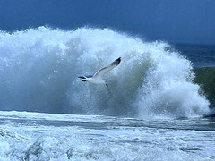 DAVID MICELOTTA HAND SIGNED PHOTOGRAPH COASTAL SEASCAPE SEAGULL BIRD AND WAVE