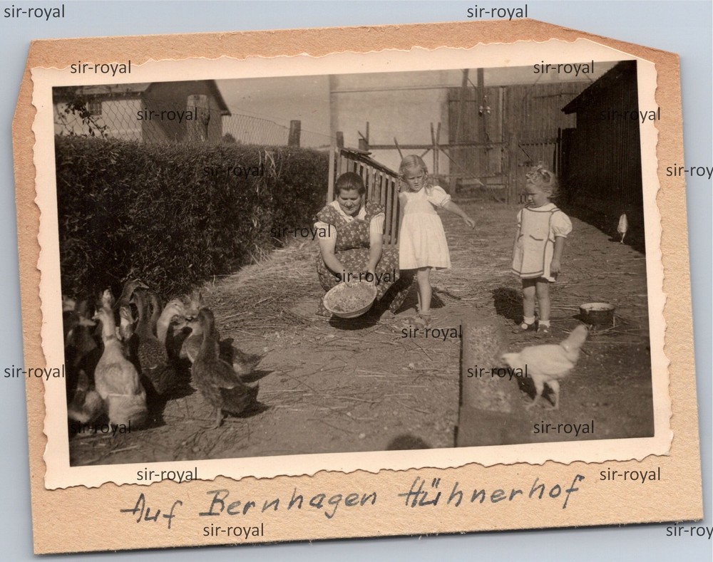 Bernhagen in Pomerania 1940s – Chicken Farm Farm – Ostrzyca Poland – Photo 10x8cm