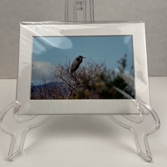 Great Blue Heron Bird Art Photography Matted 7×5 Inch Wildlife Decor Brauer
