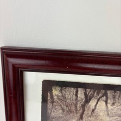 Framed Photo «Lion- Northern Frontier District Kenya» 12″ x 10.5″ Vintage
