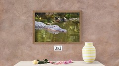 Alligator in the Everglades, High Resolution Image, Many Formats, TV Art